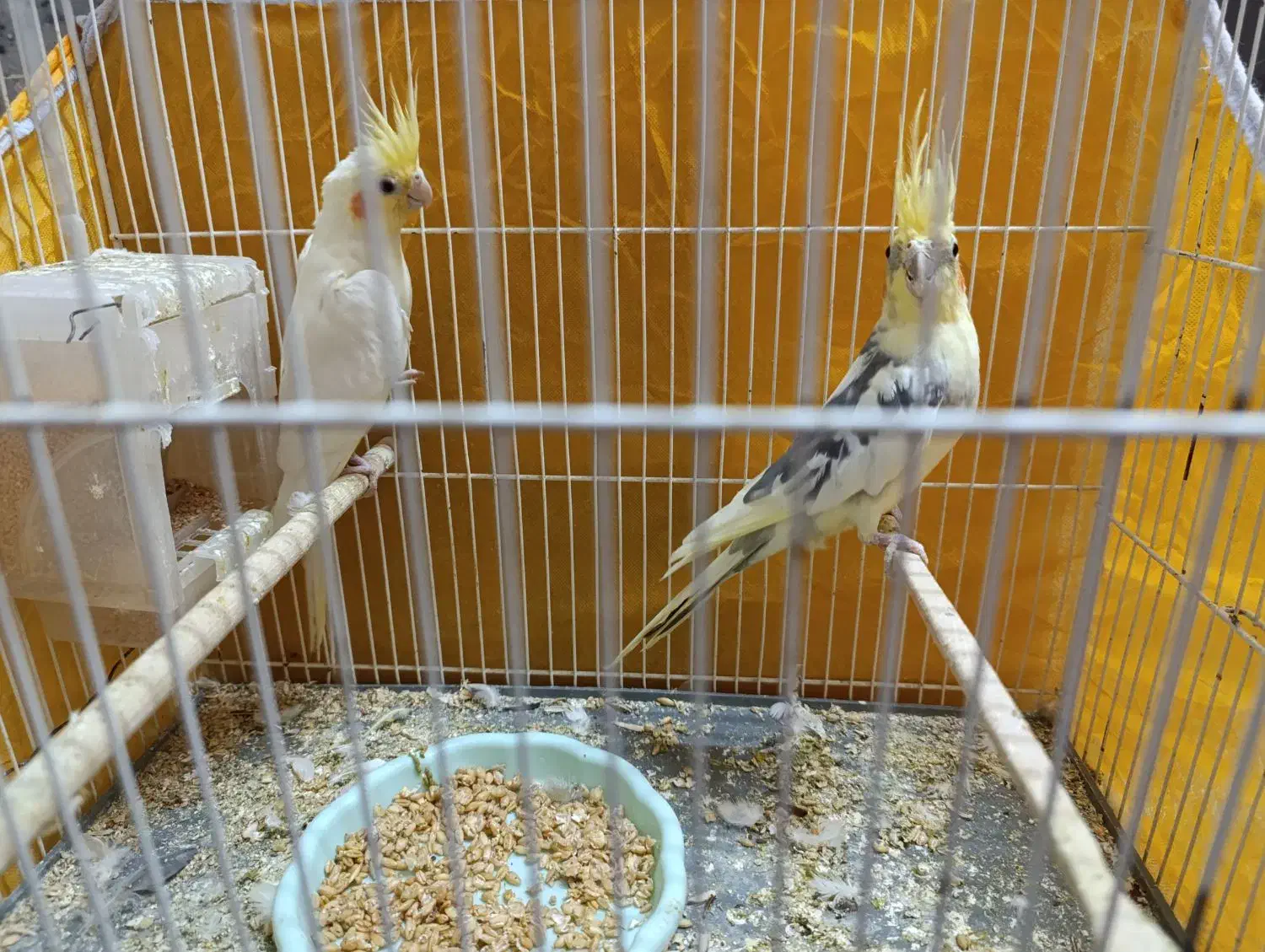 فروشی|پرنده|طبس, |دیوار