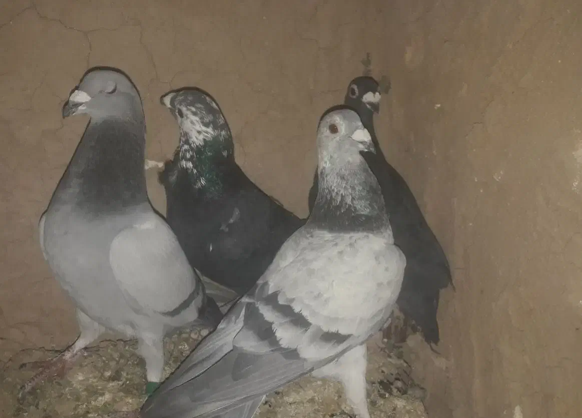 کفتر‌پرشی|پرنده|سده (خراسان جنوبی), |دیوار