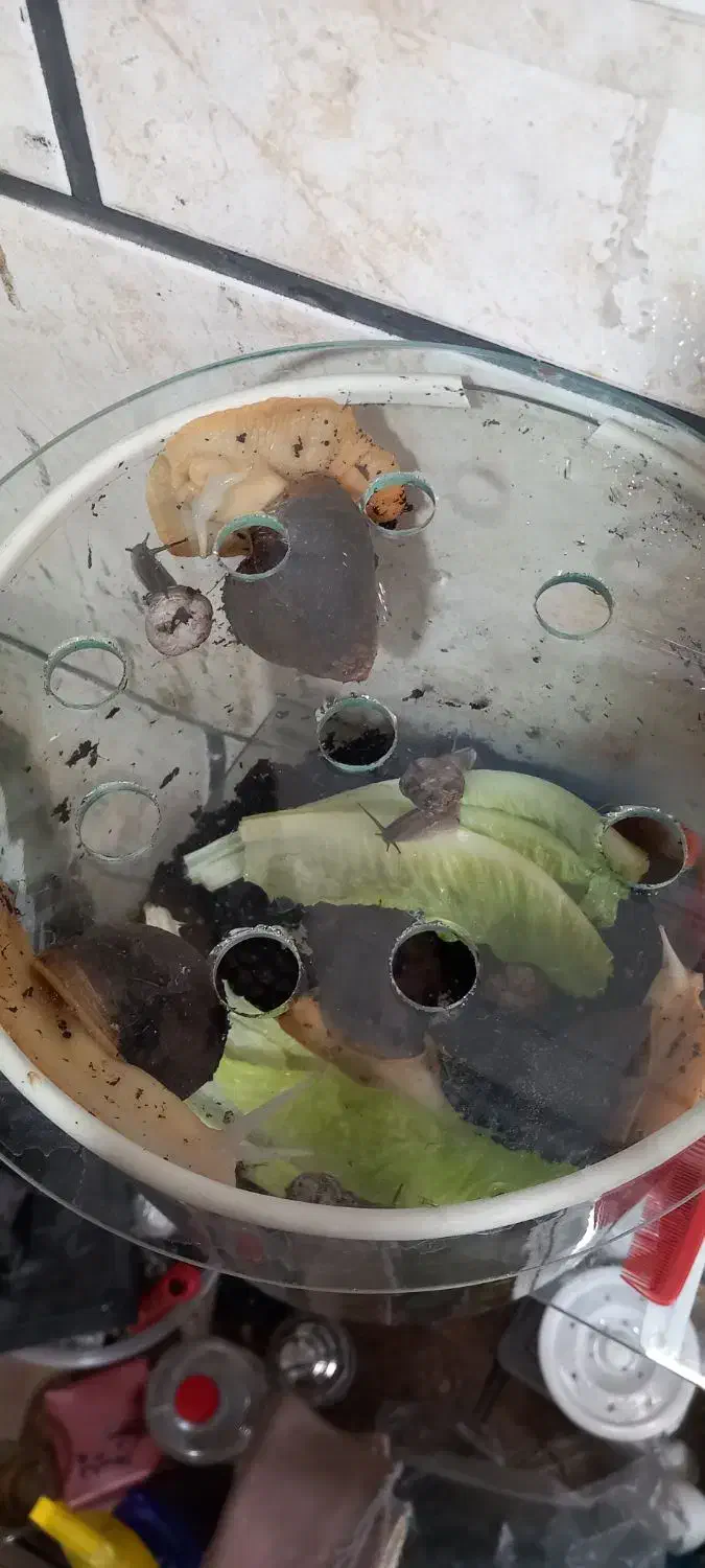 حلزون اچاتینا|خزنده|تهران, ابوذر|دیوار