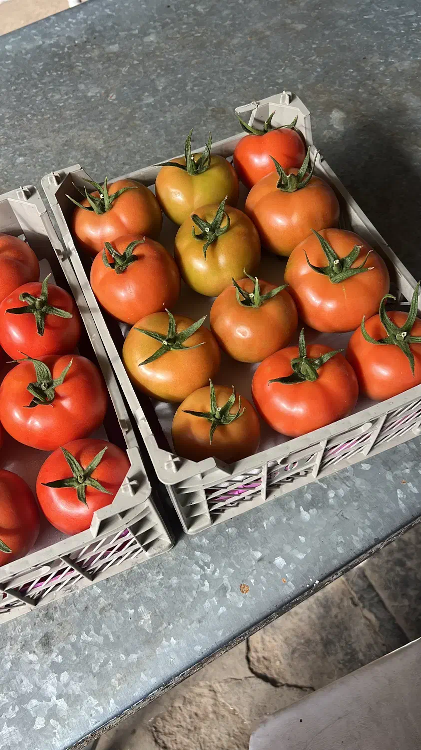 خریدار گوجه ۴۱۲۹ گلخانه ایی|خدمات باغبانی و درختکاری|زابل, |دیوار