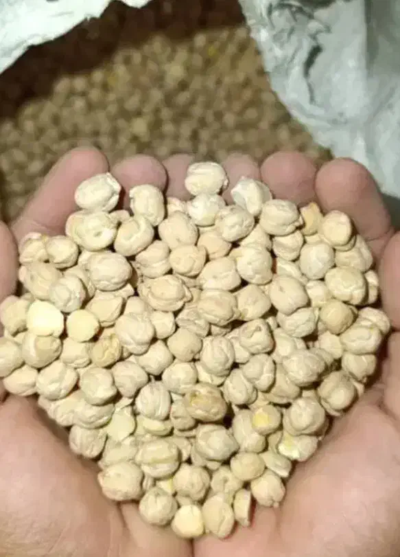 نخود|خوردنی و آشامیدنی|پاپی, |دیوار