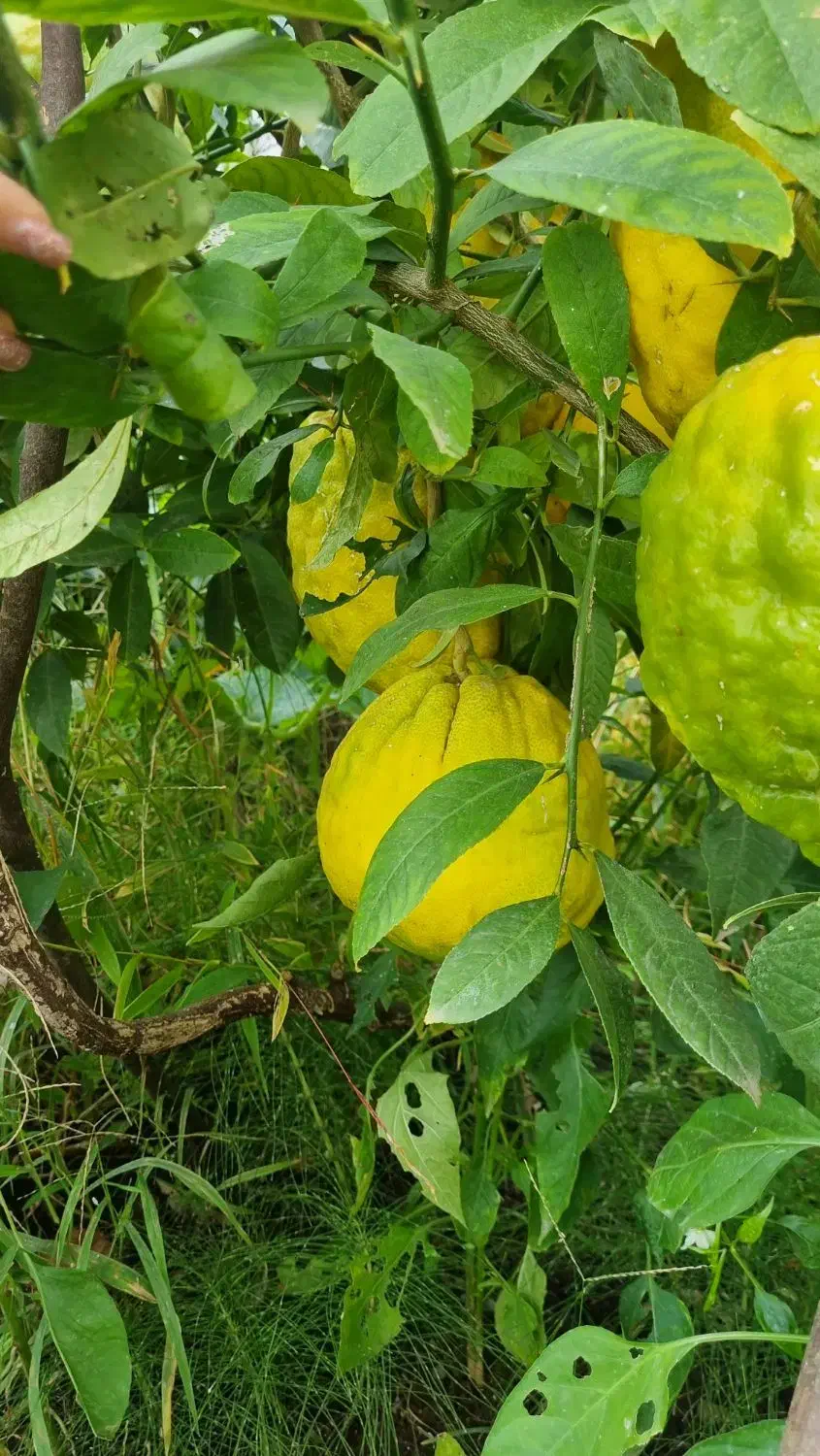 بالنگ|خوردنی و آشامیدنی|خرم‌آباد (تنکابن), |دیوار