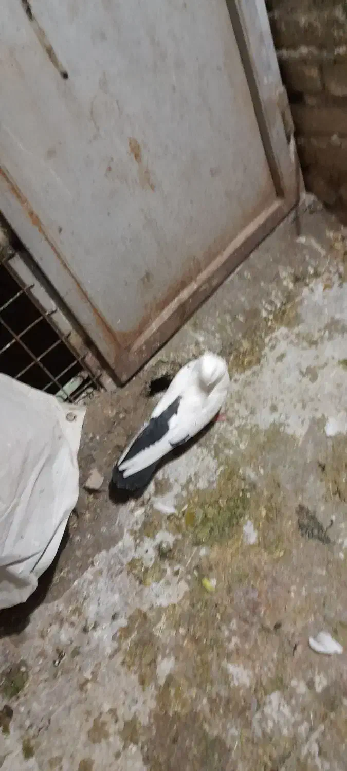 ماده دمی|پرنده|بروجرد, |دیوار