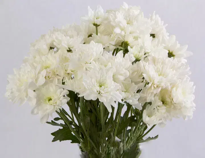 گل داودی|گل و گیاه طبیعی|مشهد, امیر|دیوار