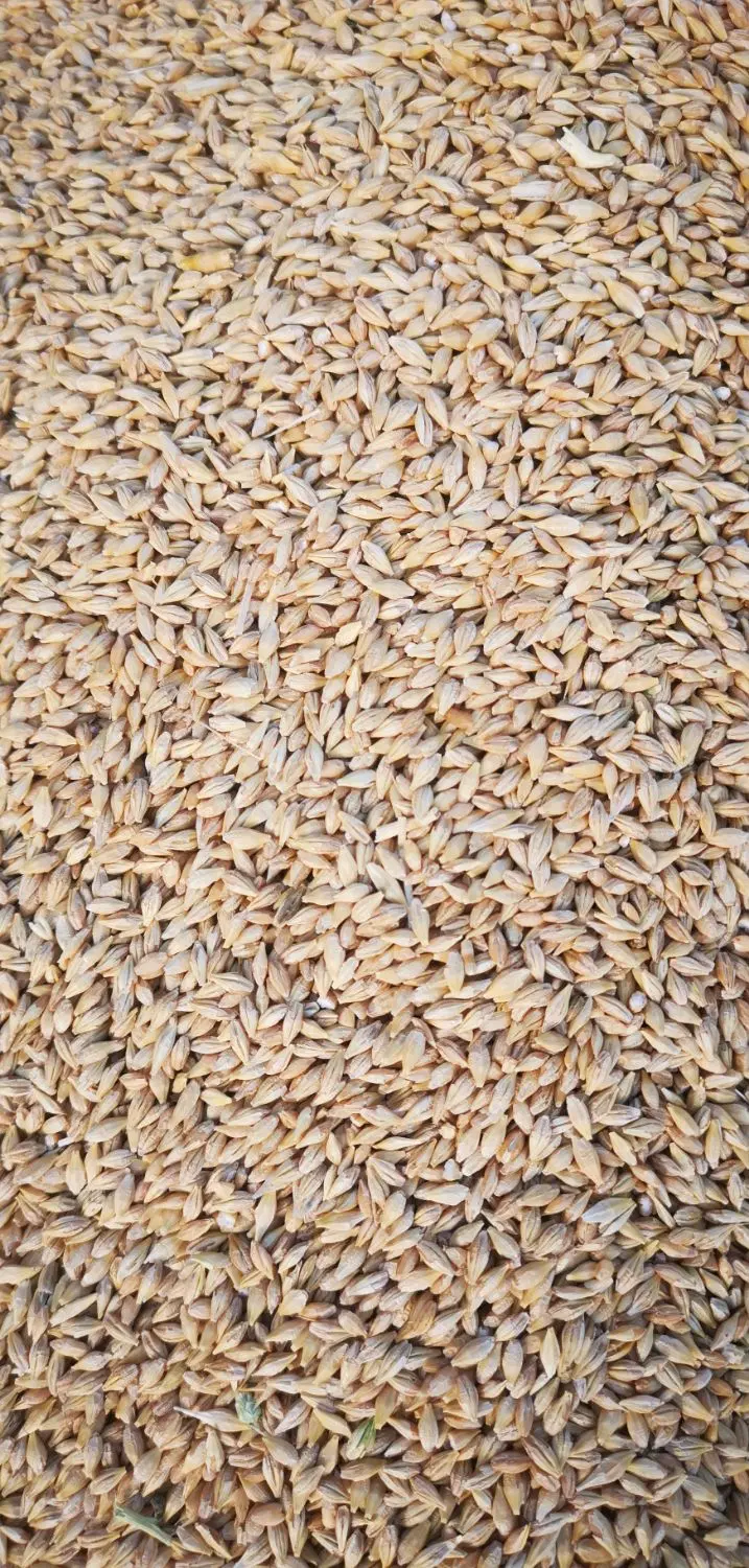 بذر|خدمات باغبانی و درختکاری|مرودشت, شهرک مهدیه|دیوار