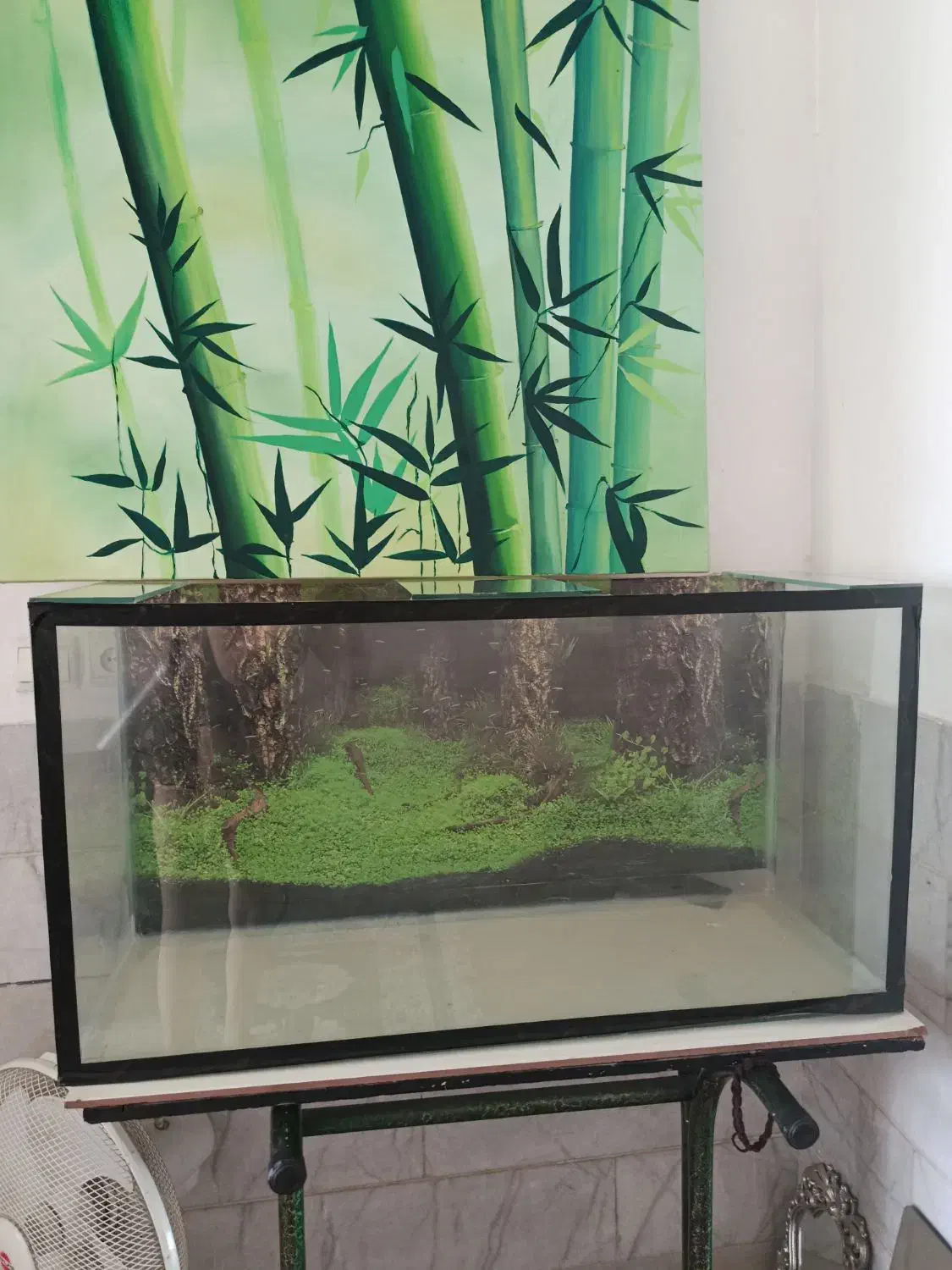 اکواریوم|ماهی|پشتکوه (فارس), |دیوار