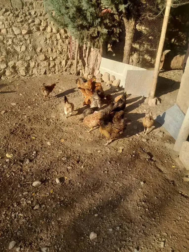 مرغ وخروس|حیوانات مزرعه|بیلوار, |دیوار