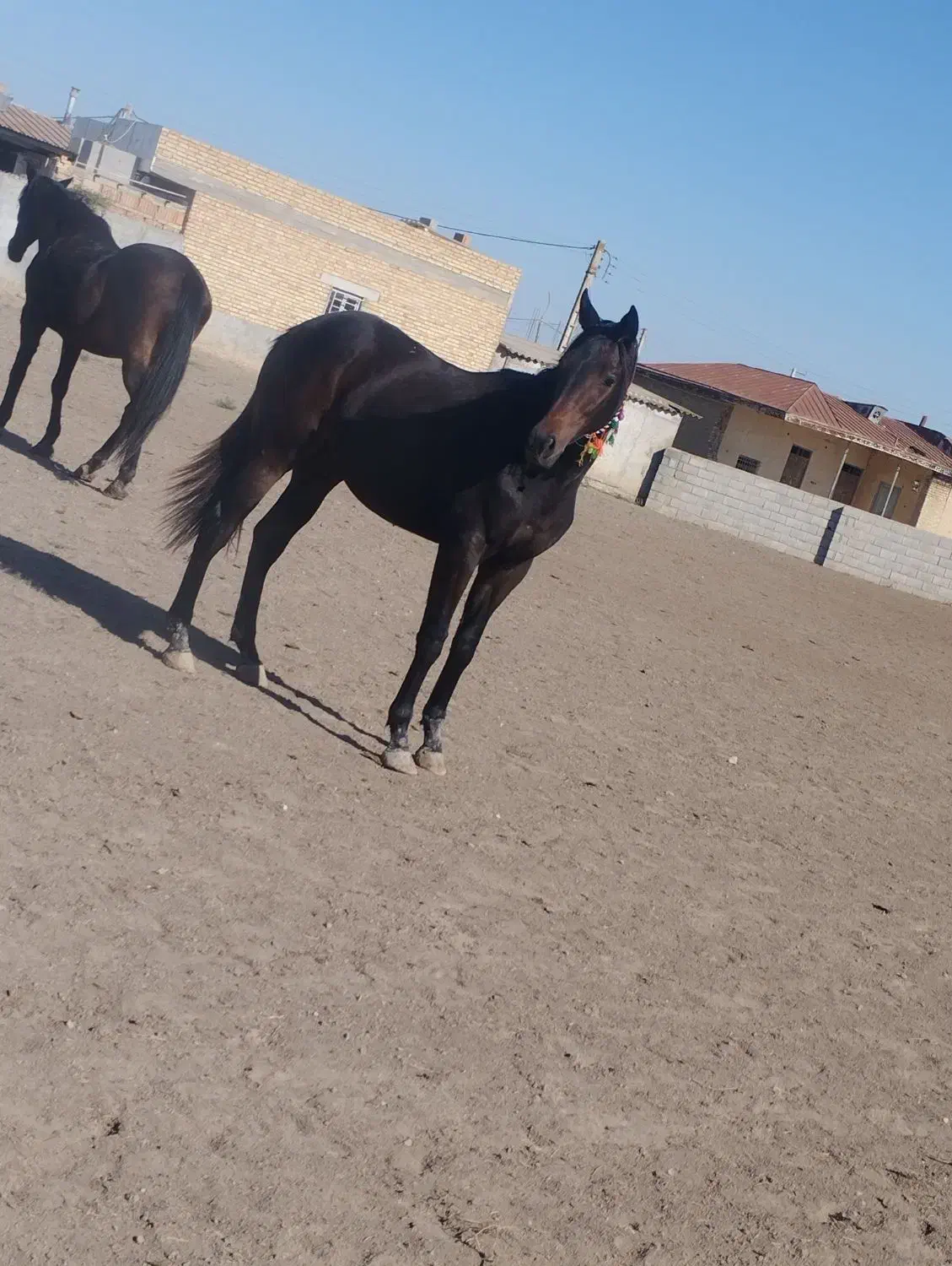 کره مادیان|اسب و تجهیزات اسبسواری|گنبد کاووس, |دیوار