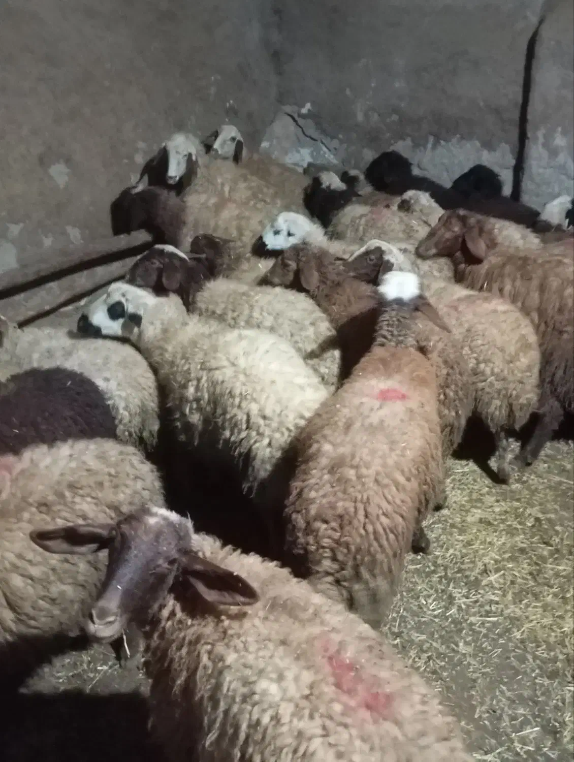 گوسفند جوان|حیوانات مزرعه|کرمانشاه, |دیوار