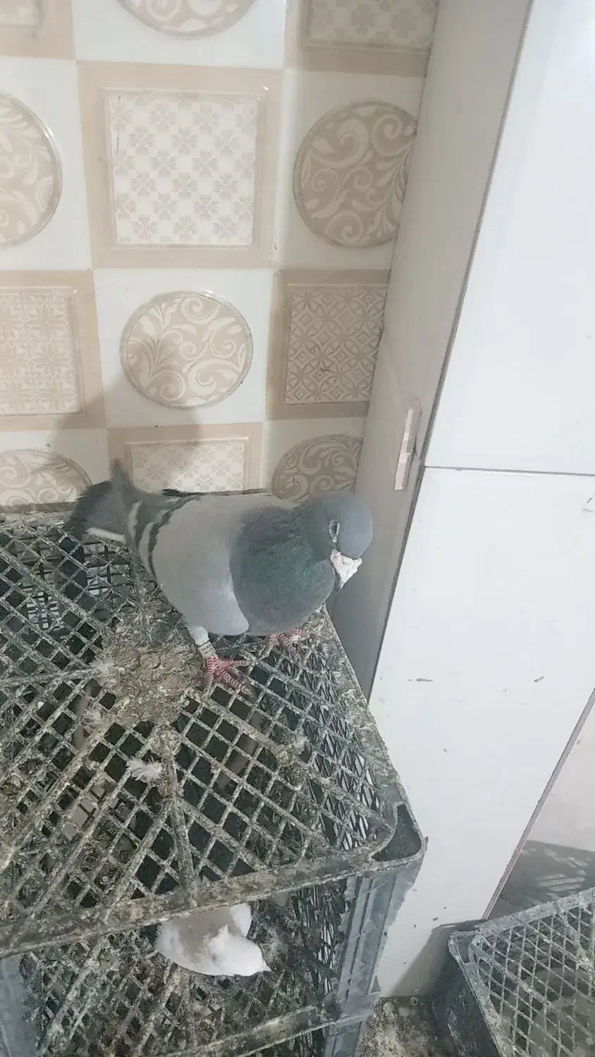 کفتر|پرنده|تربت‌حیدریه, سرمحله|دیوار