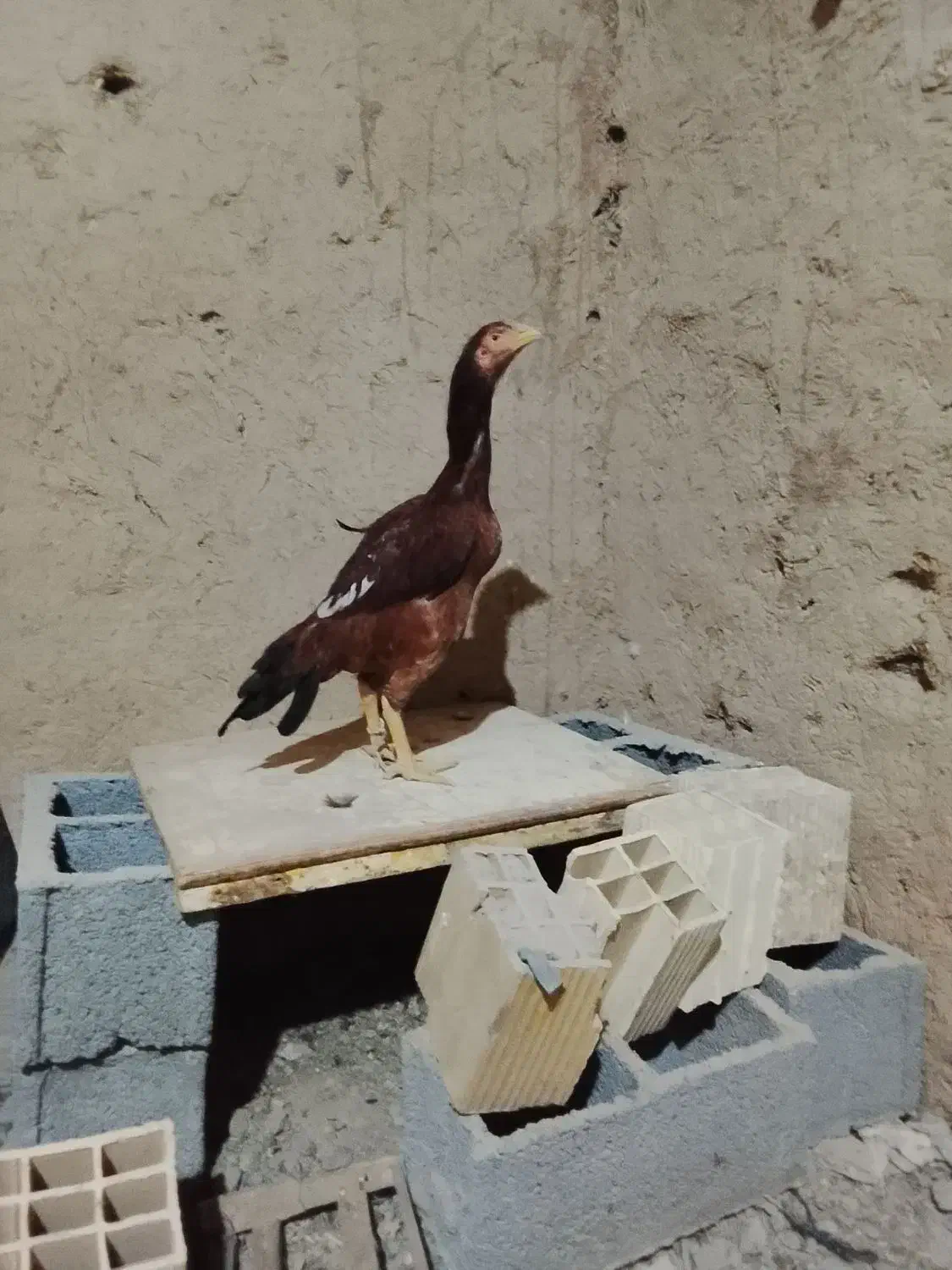 مرغ لاری|حیوانات مزرعه|بلورد, |دیوار