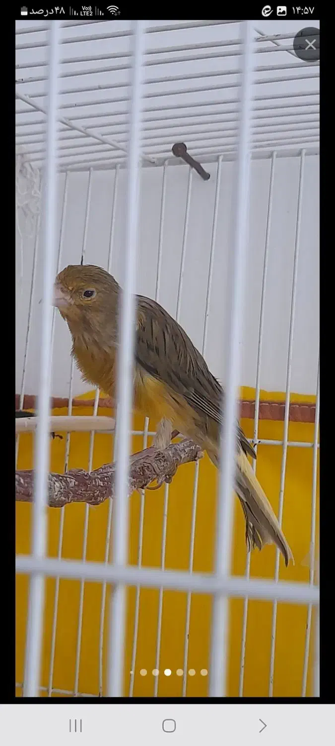 قناری نر پرتقالی و سبز دارچینی|پرنده|تربتحیدریه, بالا ولایت|دیوار