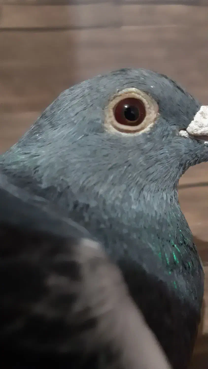 کفتر.پلاکی|پرنده|قدس, شهرقدس|دیوار