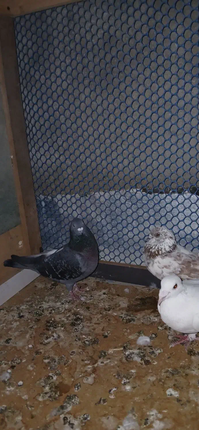 کبوتر|پرنده|چابهار, |دیوار