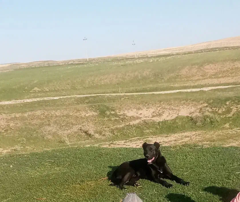 گمشده|حیوانات|دهگلان, |دیوار