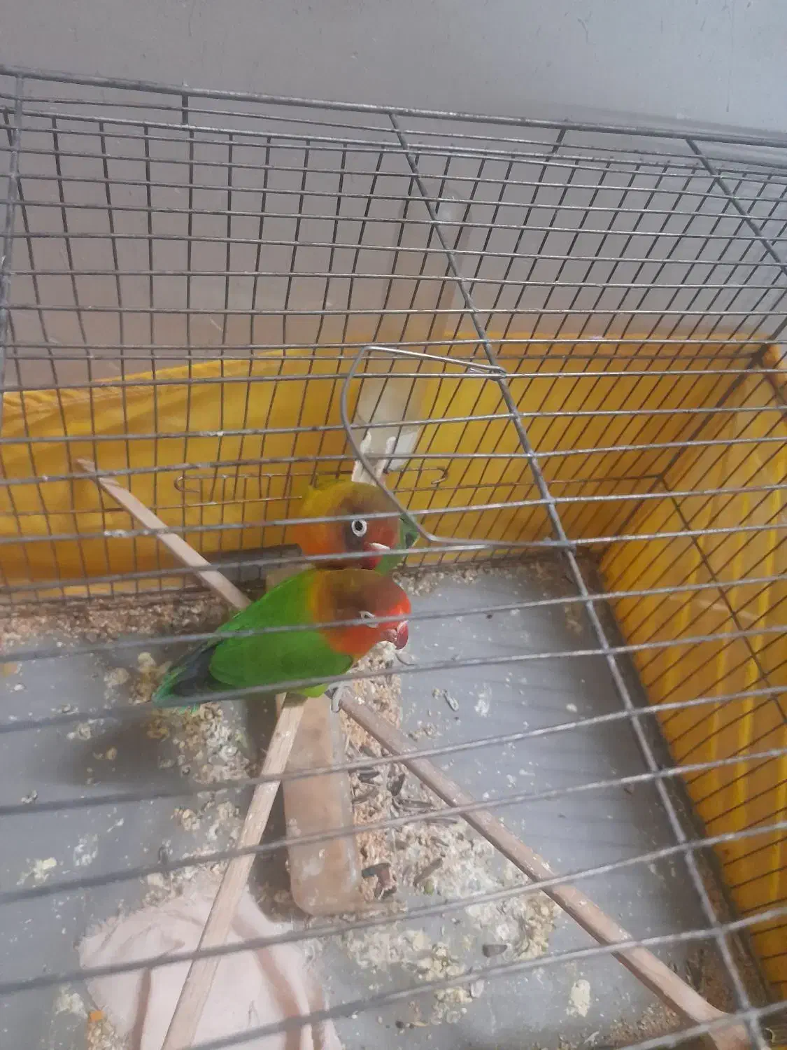 فروش طوطی برزیلی جفت آماده تخم گذاری|پرنده|اسلامشهر, مطهری|دیوار