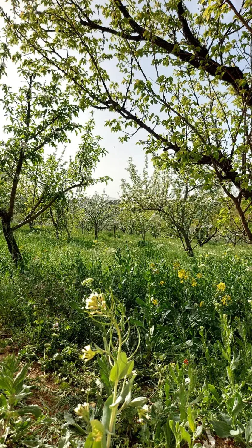 باغ|فروش زمین و ملک کلنگی|تبریز, |دیوار