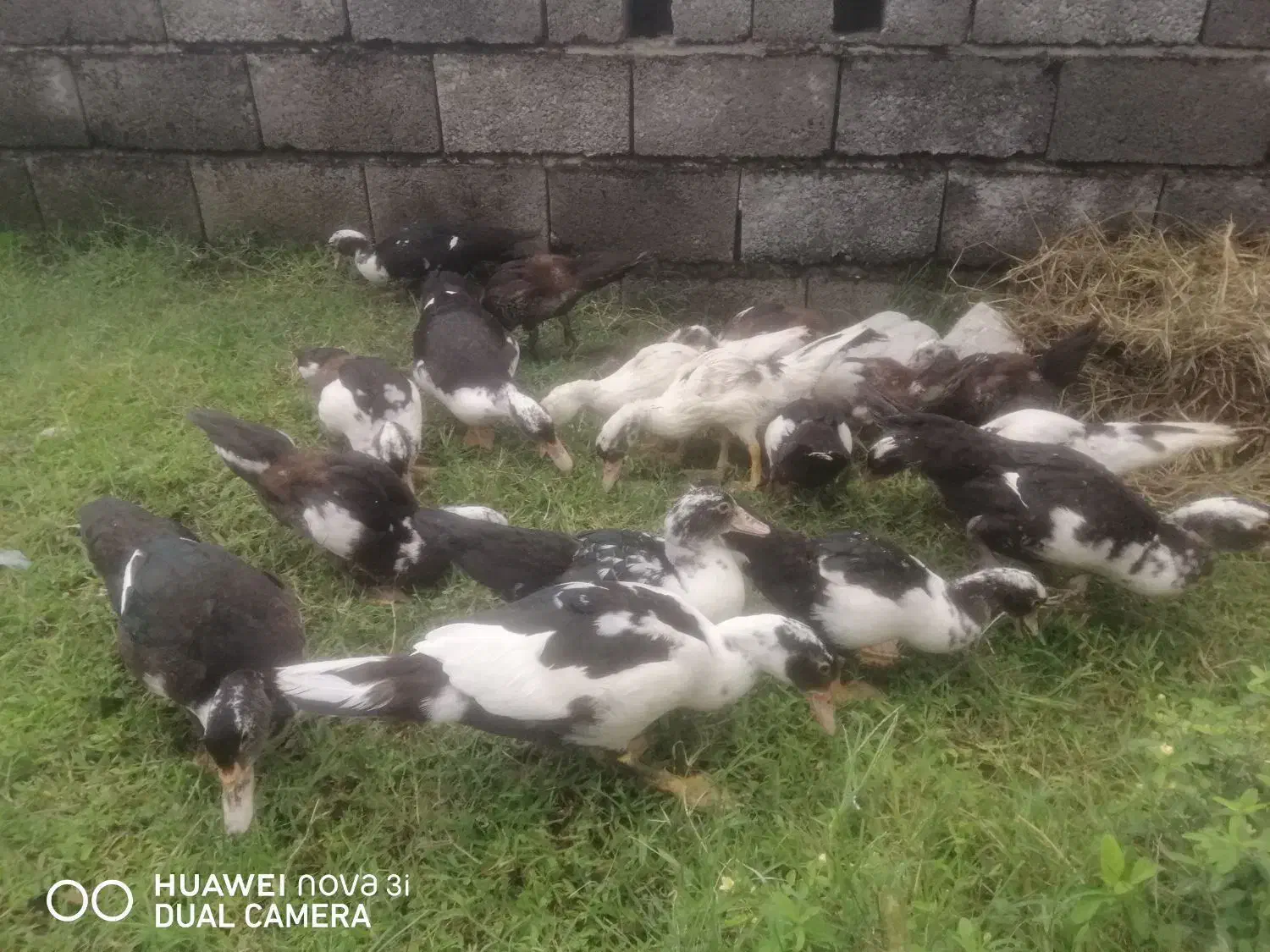 اردک خارجی 5ماهه|حیوانات مزرعه|عباس‌آباد, |دیوار