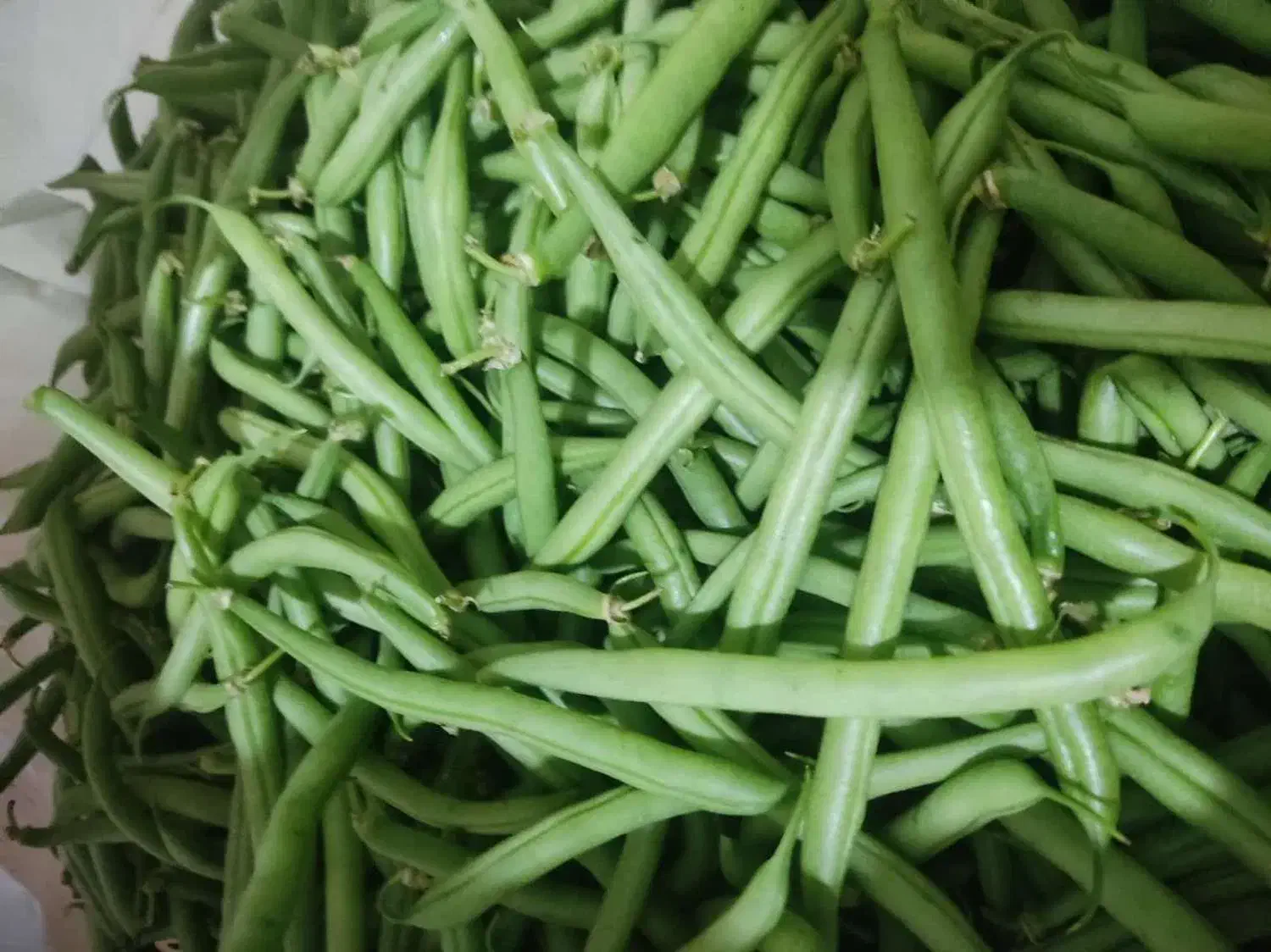 لوبیاسبز ارگانیک|خوردنی و آشامیدنی|بابل, |دیوار