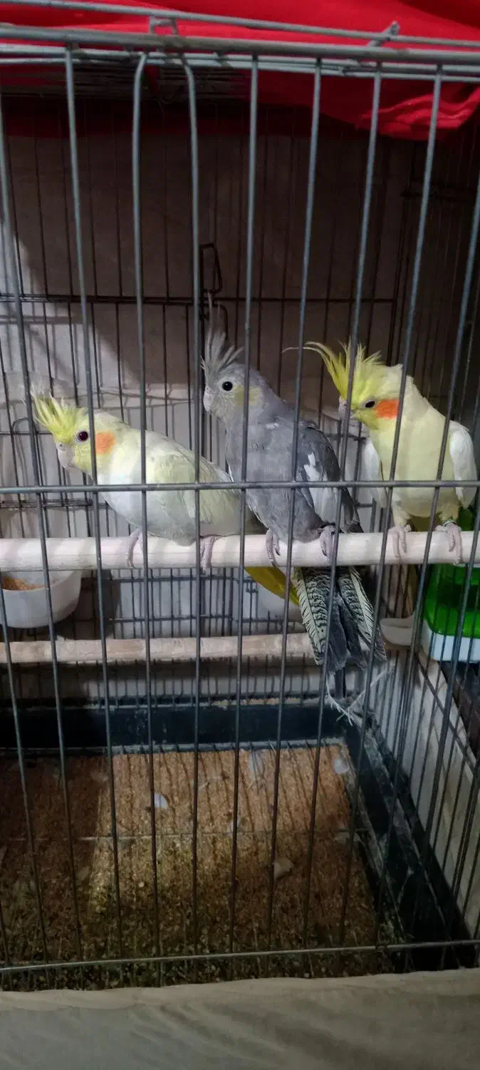 عروس هلندی|پرنده|پاکدشت, پاکدشت (مامازند)|دیوار