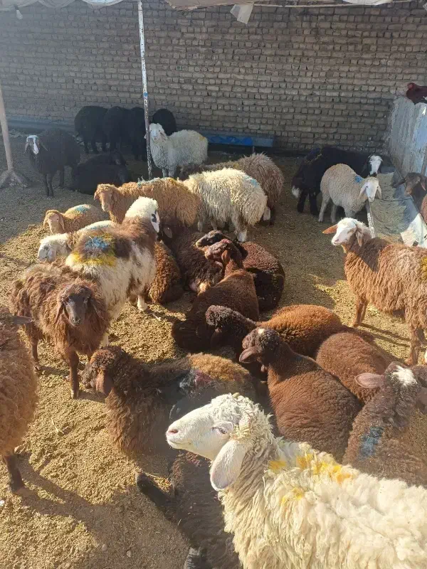 گوسفند تعاونی تنظیم بازار/ خونی ۱۰٪تخفیف ویژه|حیوانات مزرعه|مشهد, توس (بلوار توس)|دیوار