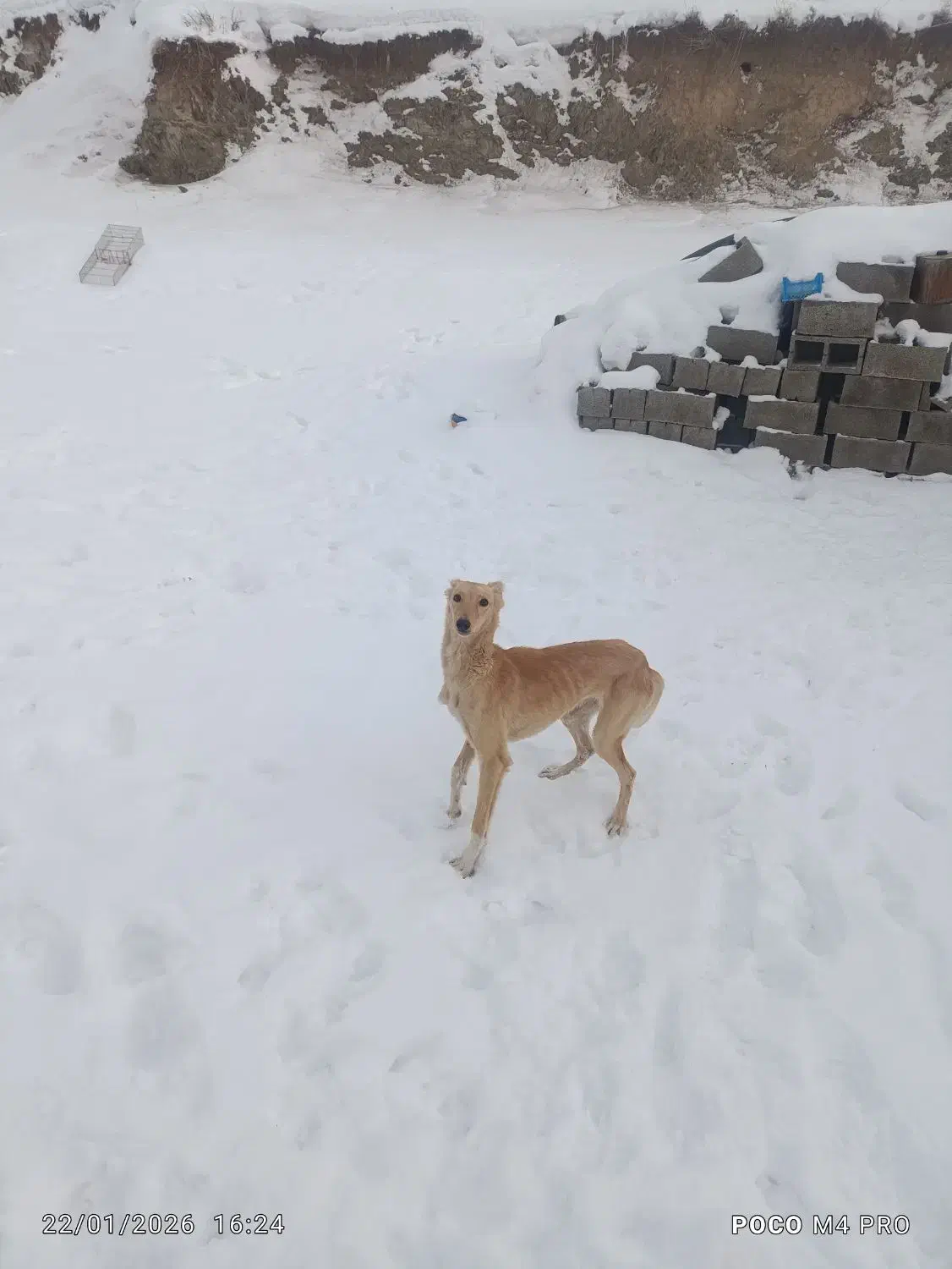 توله تازی ماده|سگ|دیواندره, |دیوار