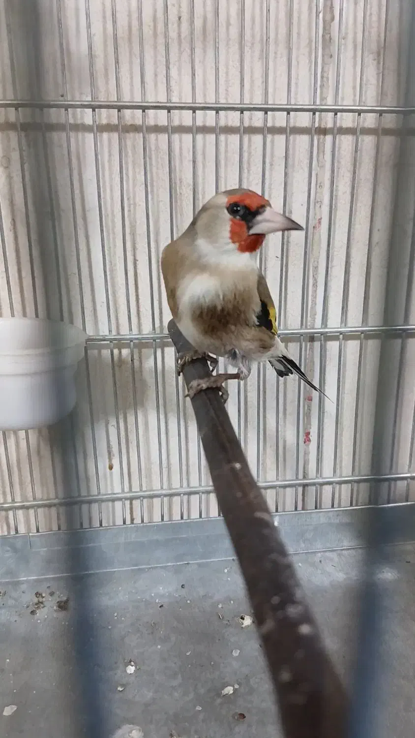 سهره دورگ داغسر رنگ کرم|پرنده|تهران, مشیریه|دیوار