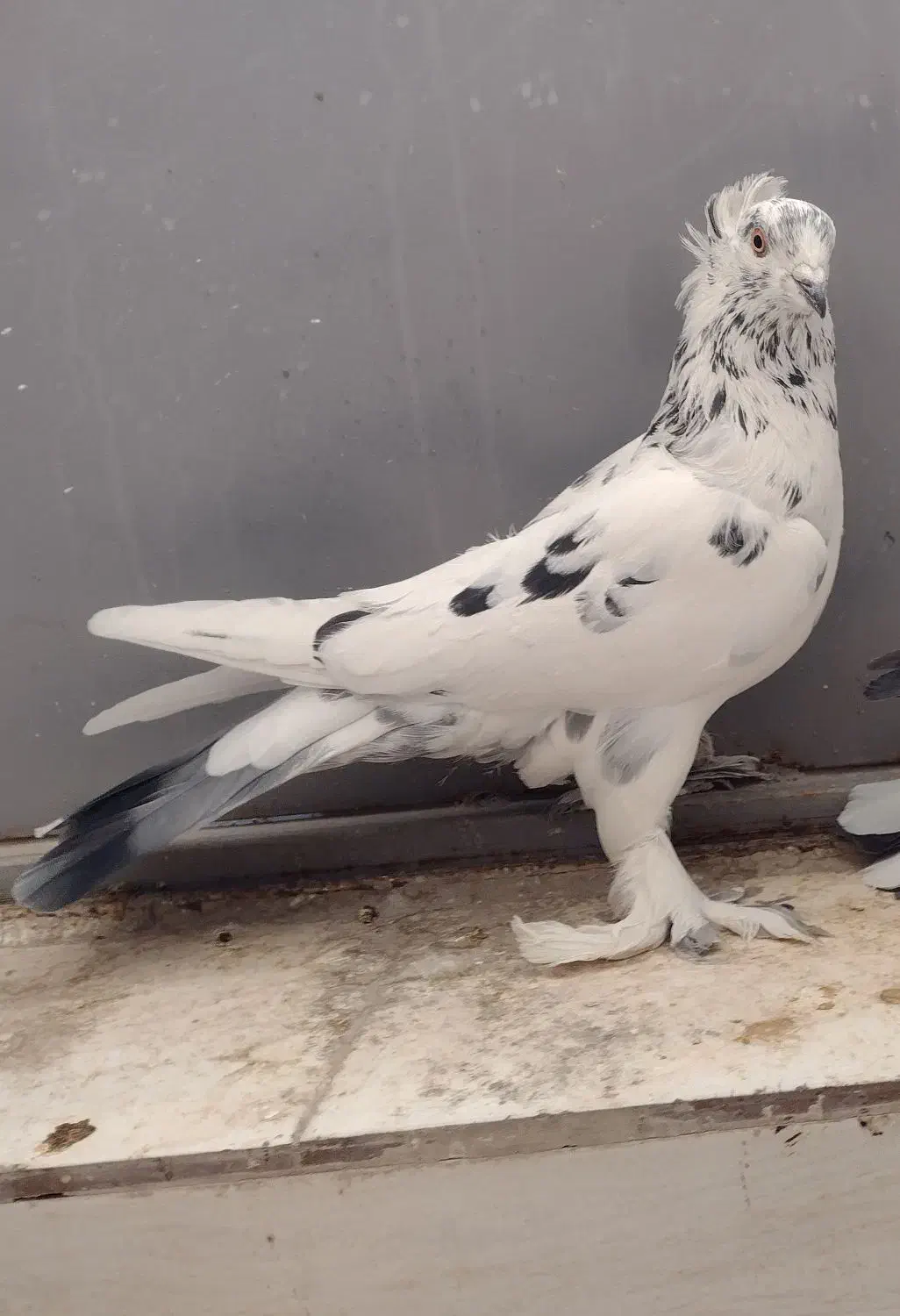 کبوتر پر مغز|پرنده|شهرکرد, |دیوار