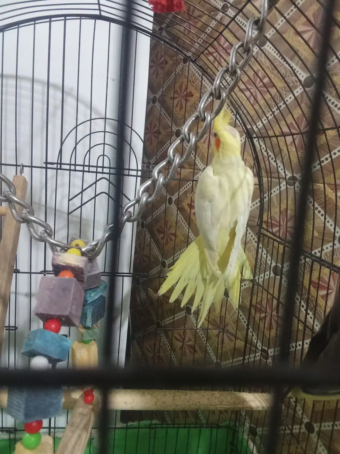 عروس هلندی|پرنده|تاکستان, |دیوار