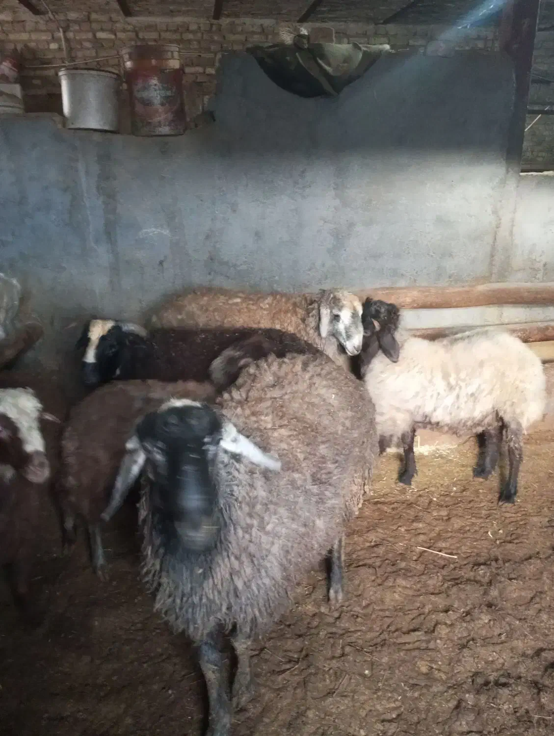 گوشت بره|حیوانات مزرعه|ساروق, |دیوار