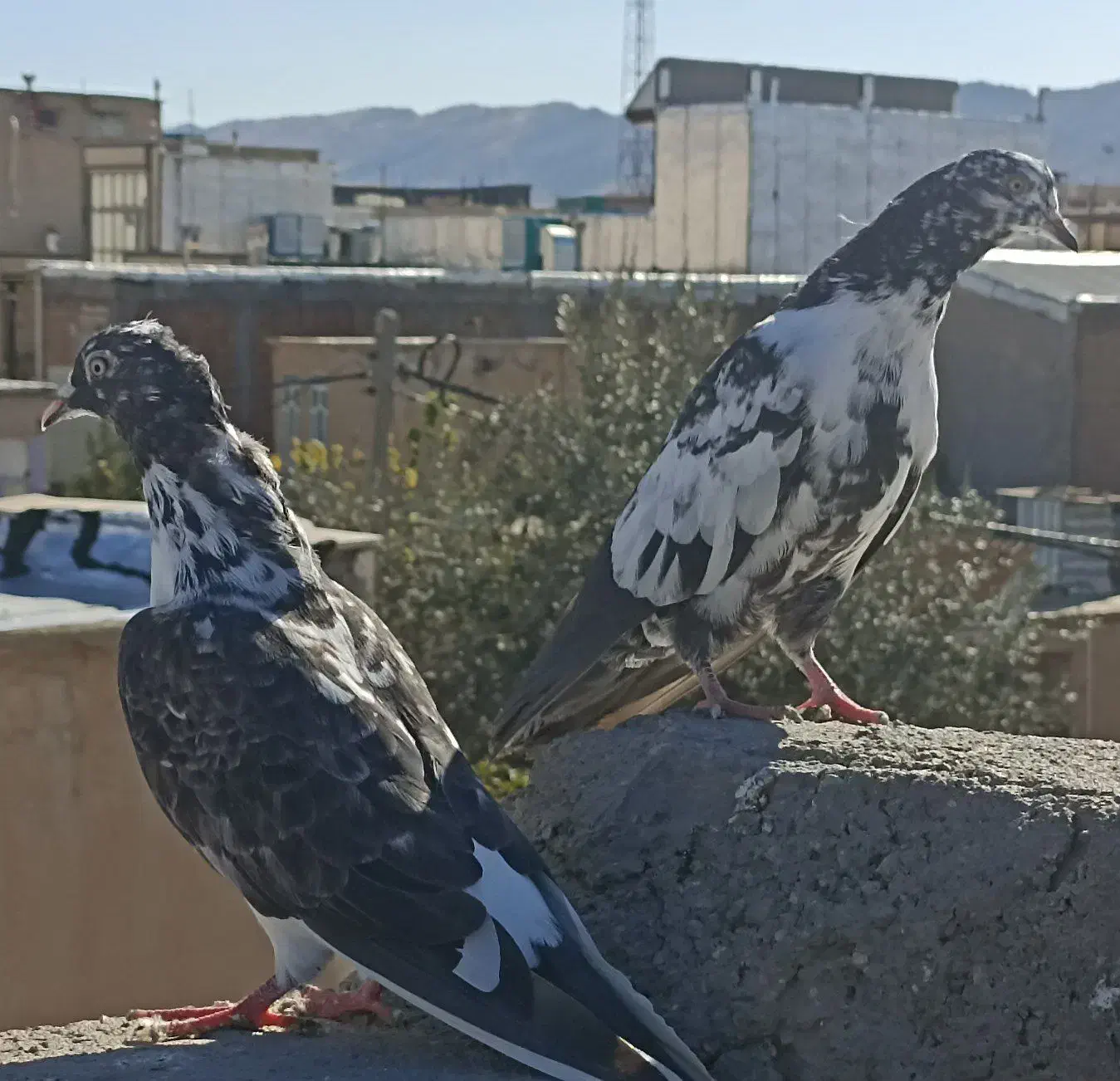 کبوتر|پرنده|سرپل ذهاب, |دیوار