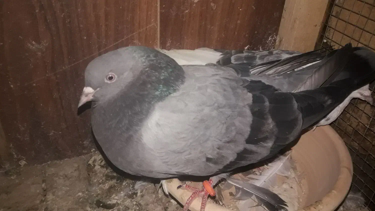 کفتر|پرنده|قم, صدوق|دیوار