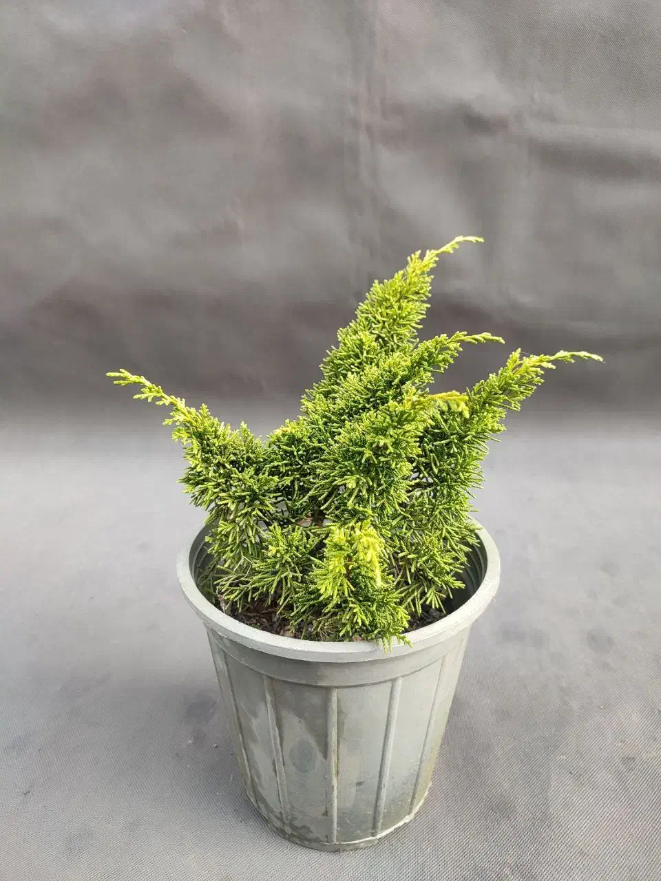 دم روباهی طلایی، گیاه خاص و مقاوم با ۵۰٪ تخفیف|گل و گیاه طبیعی|تهران, صادقیه|دیوار