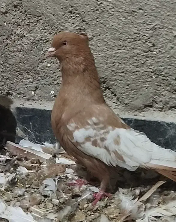 سه تا بهبهانی کلکسیونی|پرنده|فیروزآباد (فارس), |دیوار