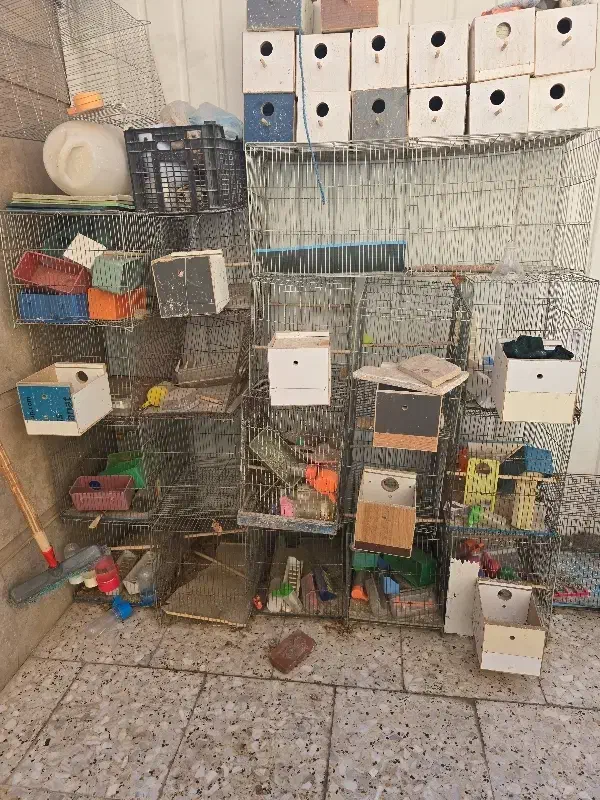 قفس مرغ عشق|لوازم جانبی حیوانات|شاهین‌شهر, شهرک مطهری|دیوار