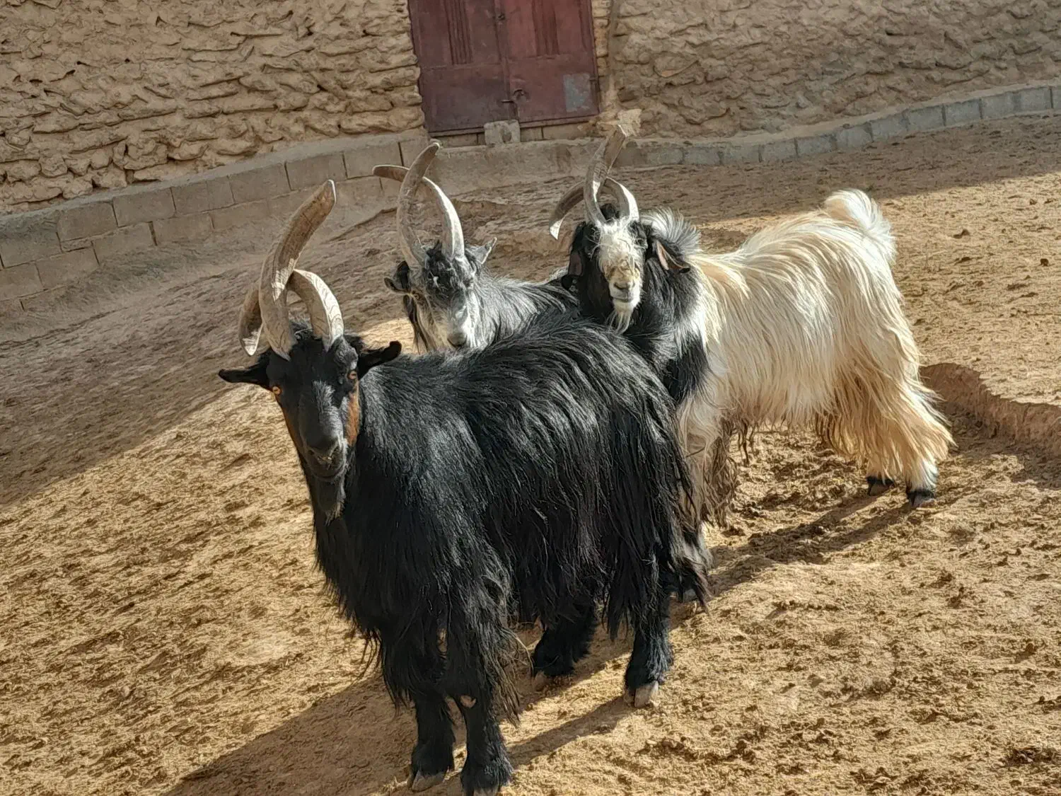 سه عدد دوبر فروشی|حیوانات مزرعه|عسگران, |دیوار