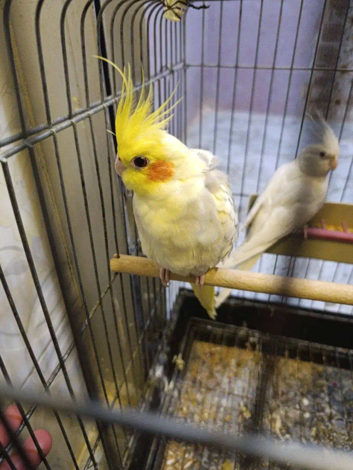 جفت عروس هلندی|پرنده|حمیدیه, |دیوار