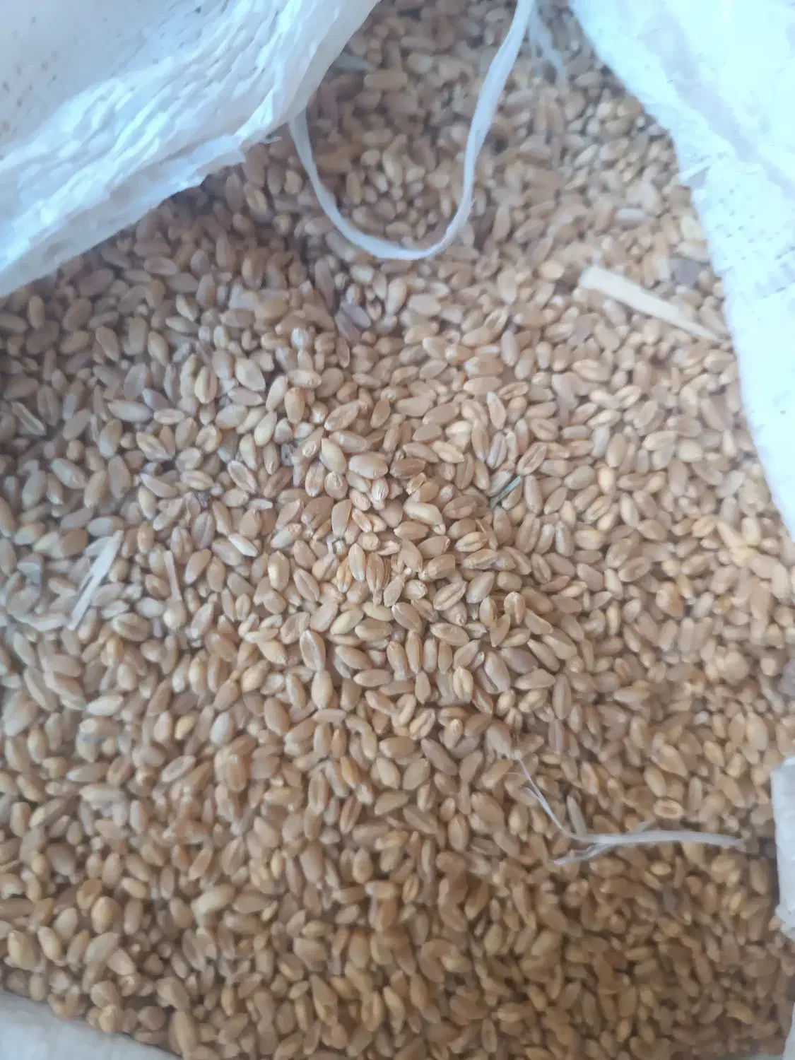 گندم پیشگام|خدمات باغبانی و درختکاری|زنجانرود, |دیوار