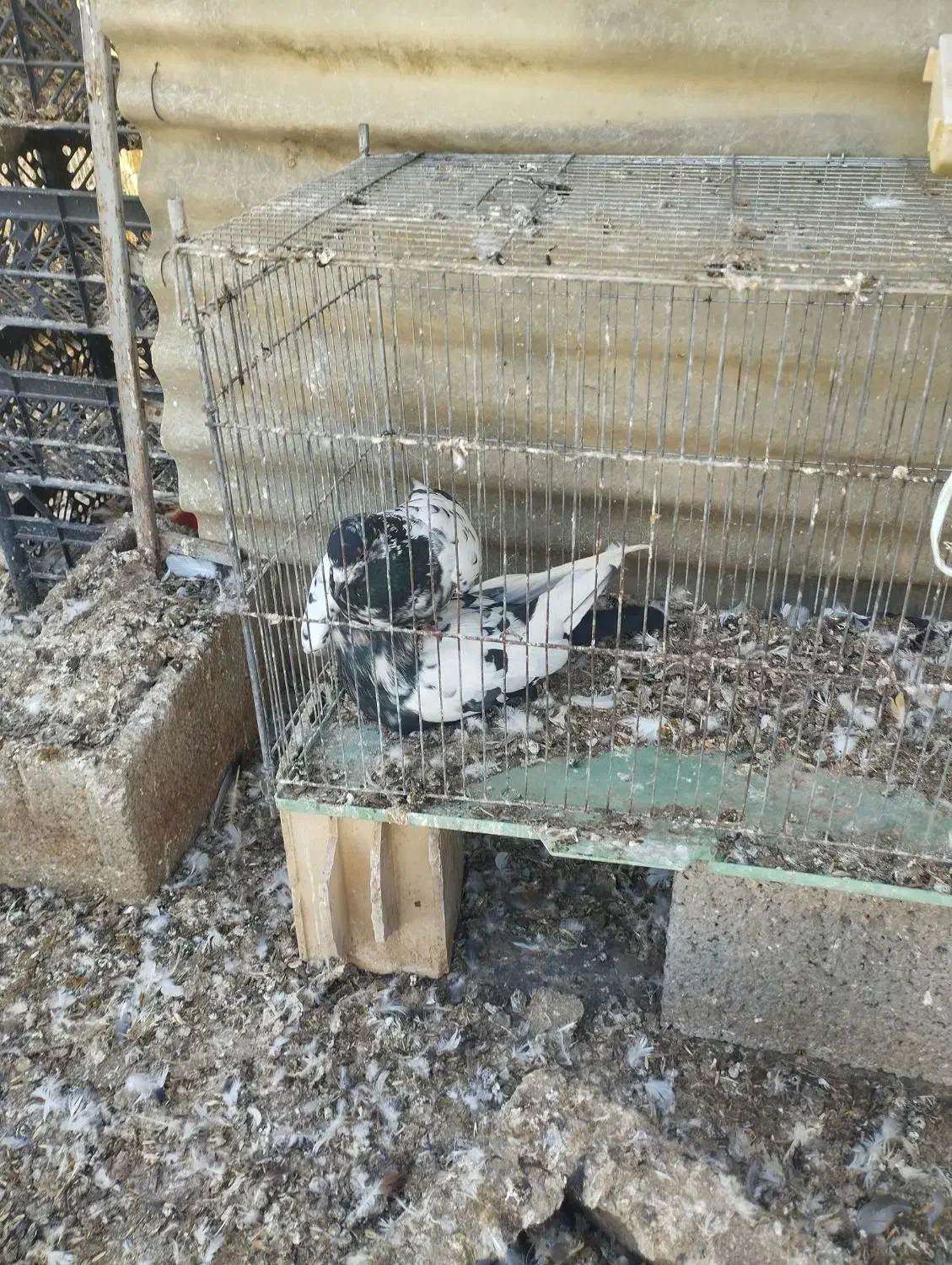 قارنی قره پرشی و ۳۰دنه آتیلما|پرنده|مشگین شهر, |دیوار