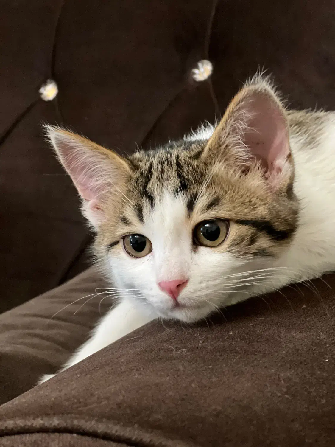 واگذاری گربه|گربه|زاهدان, |دیوار