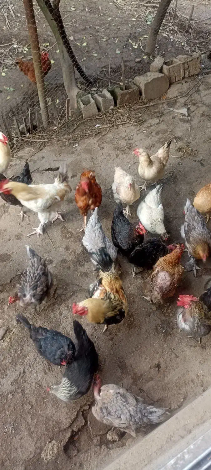 تخم مرغ محلی نطفه دار|حیوانات مزرعه|قائمشهر, |دیوار