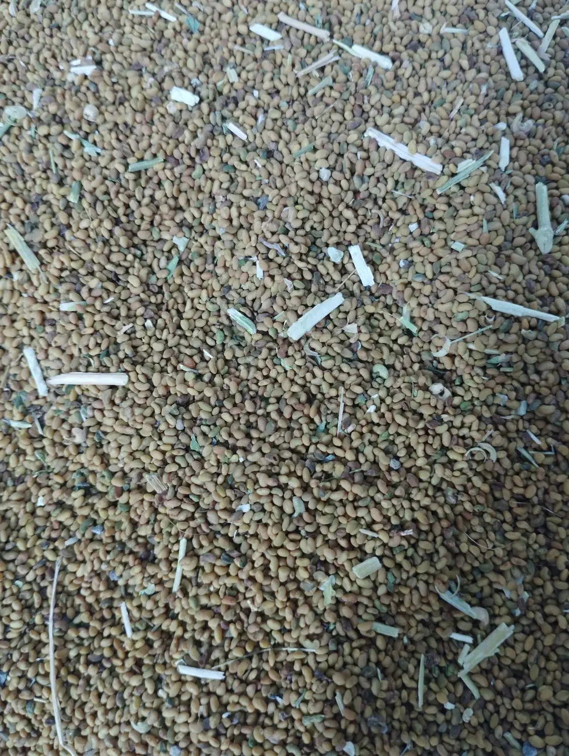 بذر‌یونجه|گل و گیاه طبیعی|مریوان, |دیوار