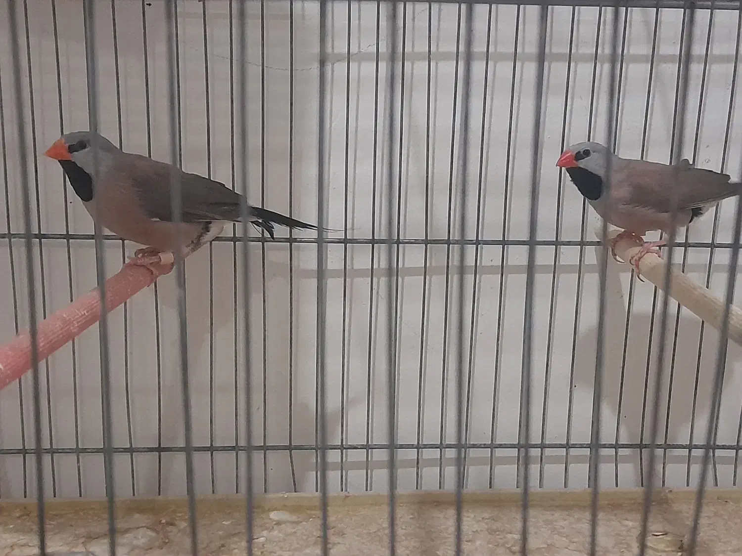 فنچ کرباتی رنگ خاص|پرنده|قم, ارم|دیوار