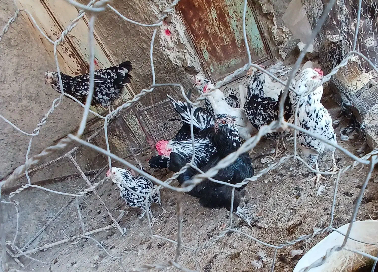 مرغ خروس گلین|حیوانات مزرعه|کازرون, |دیوار