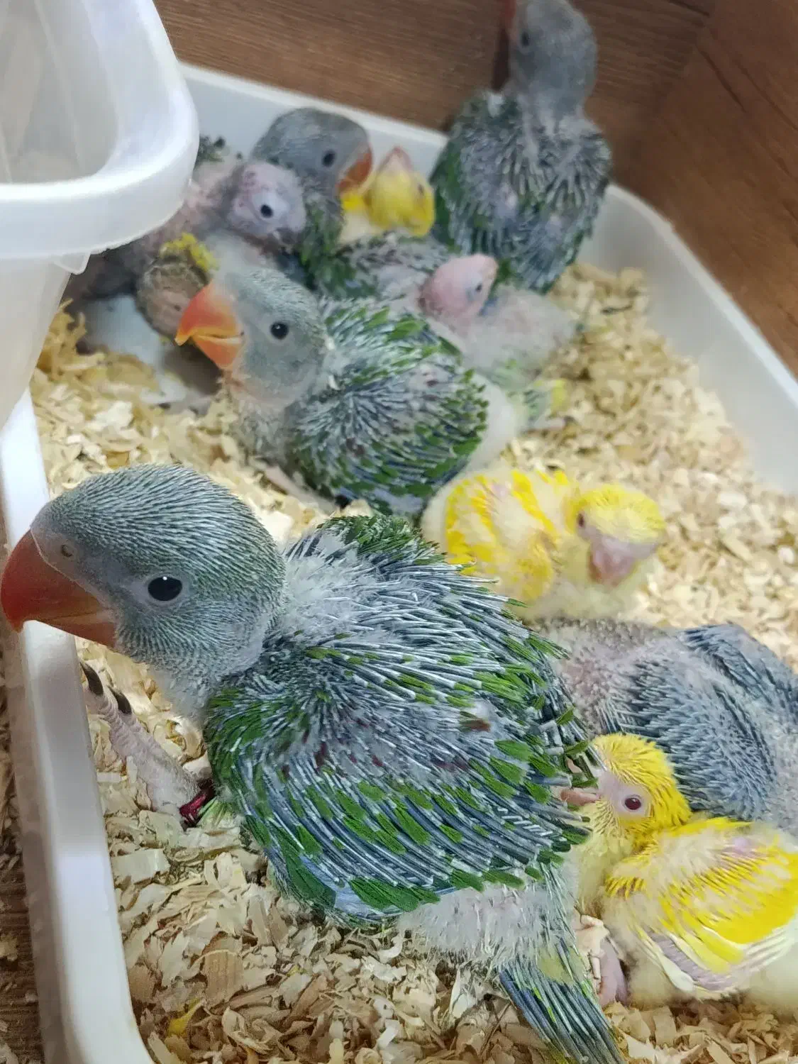 فروش انواع طوطی سانان|پرنده|قم, انسجام|دیوار