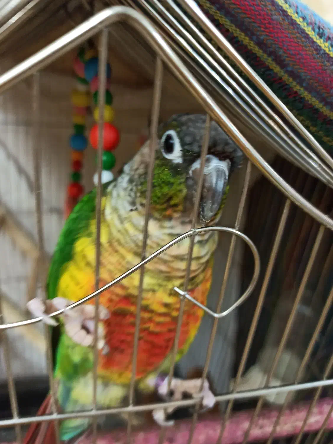 پرنده|پرنده|سهند, |دیوار