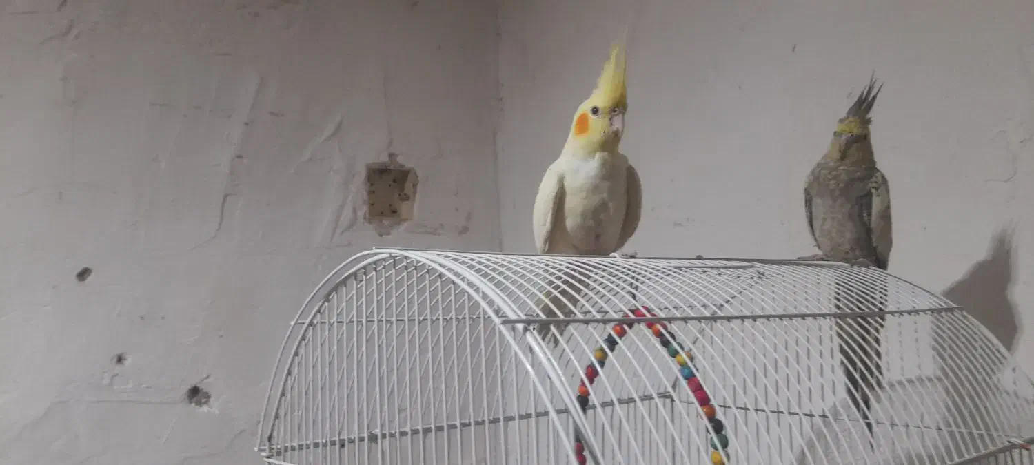 عروس ومورغ  عشق دستی|پرنده|خرمشهر, |دیوار