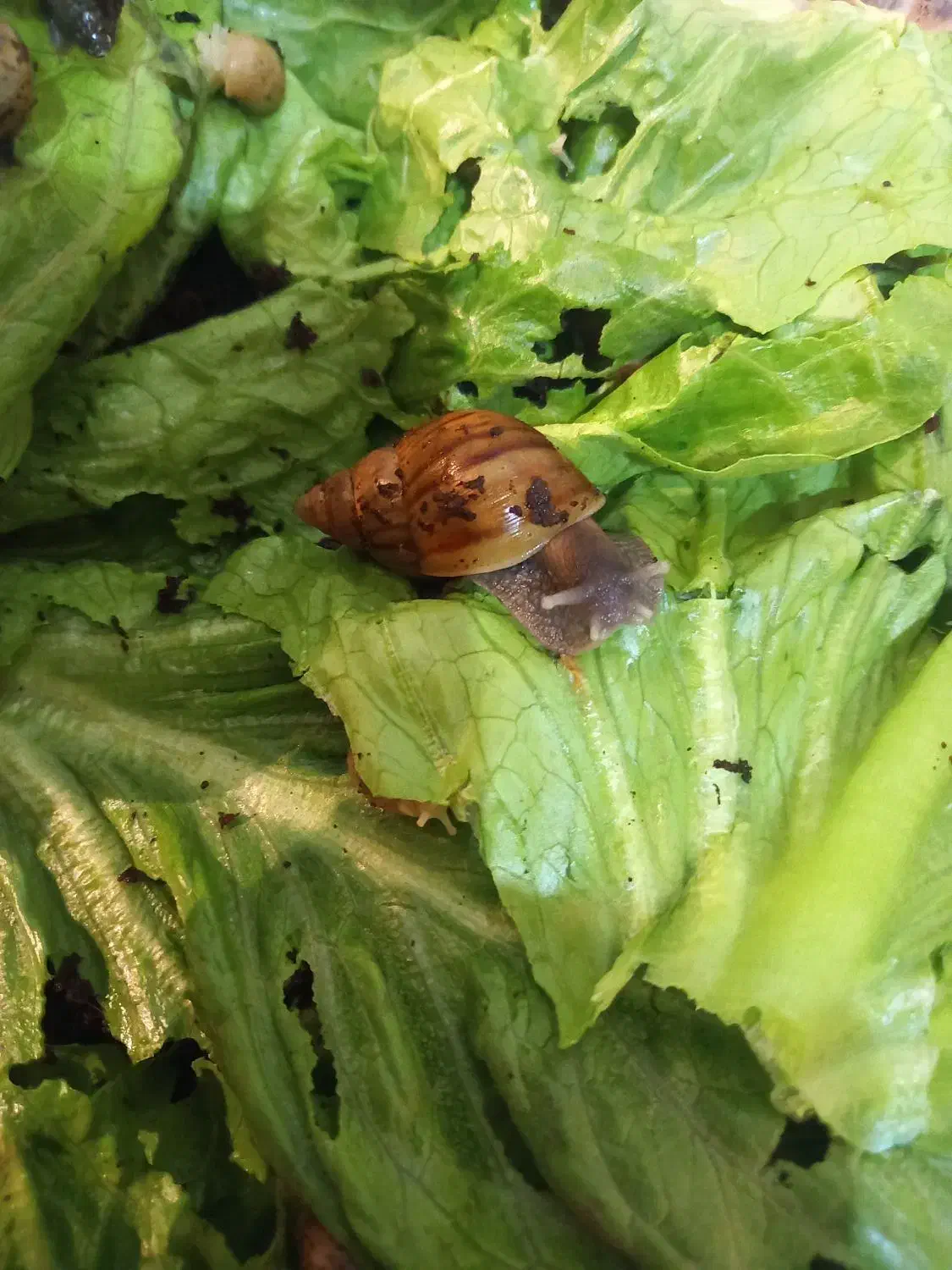 حلزون|خزنده|کرمانشاه, |دیوار