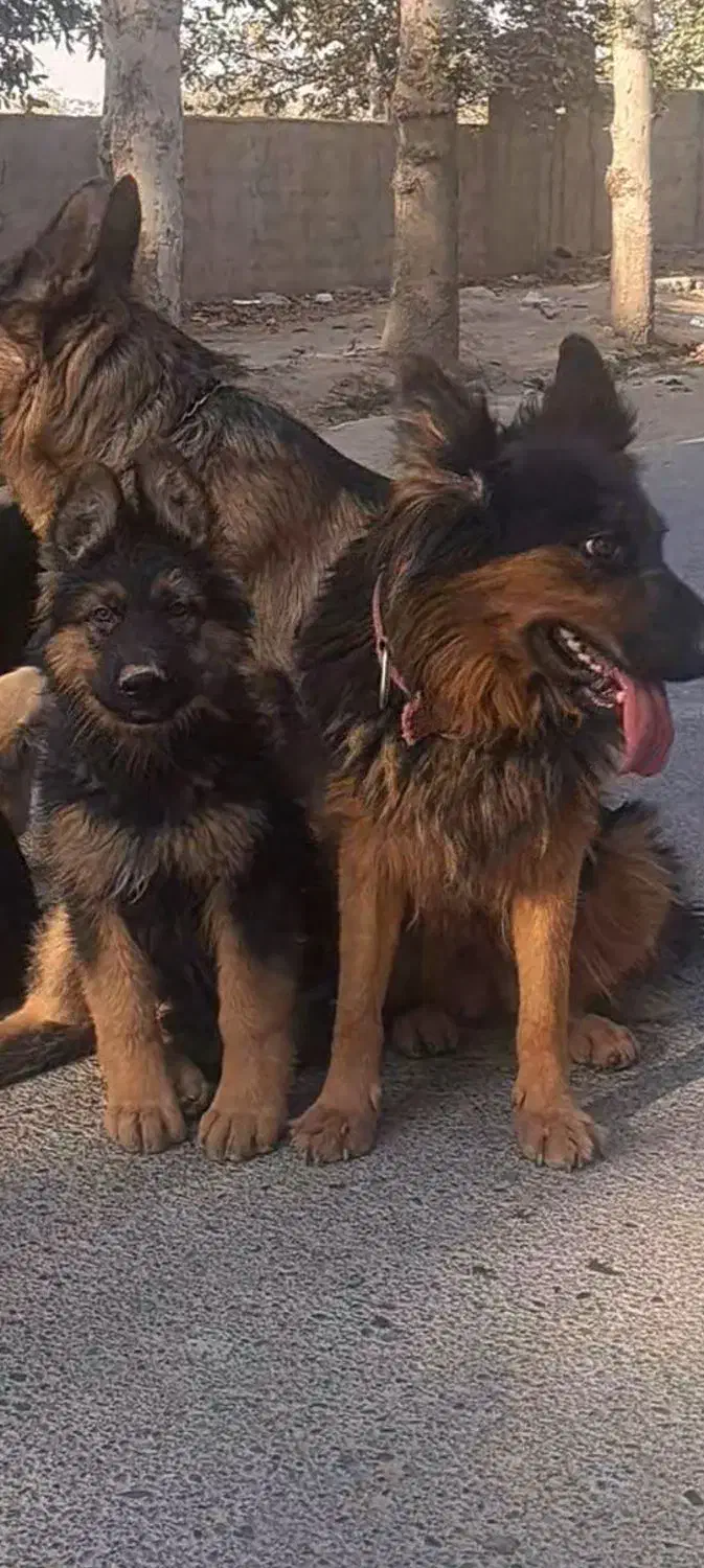 توله ژرمن سه ماهه|سگ|مشکین‌دشت, |دیوار