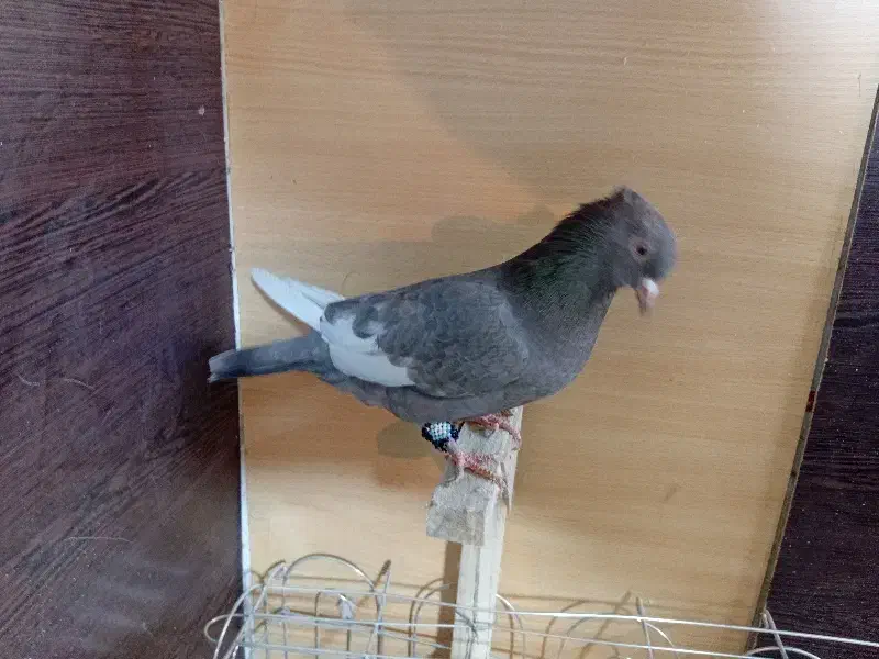 کبوتر یا کفتر شهری بهبونی|پرنده|شیراز, شیخ علی چوپان|دیوار